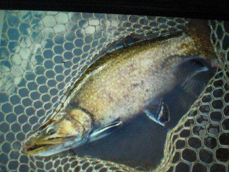 高萩ふれあいの里フィッシングエリア 釣果