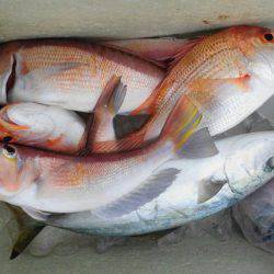 大進丸(新潟) 釣果