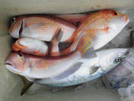 大進丸（新潟） 釣果