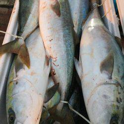 幸風(さちかぜ) 釣果