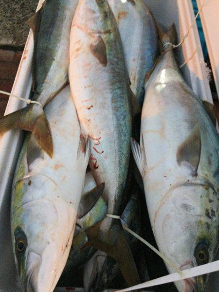 幸風(さちかぜ) 釣果