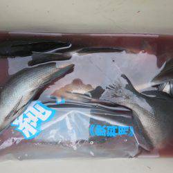 千津丸 釣果
