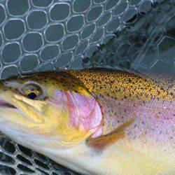 小菅トラウトガーデン 釣果