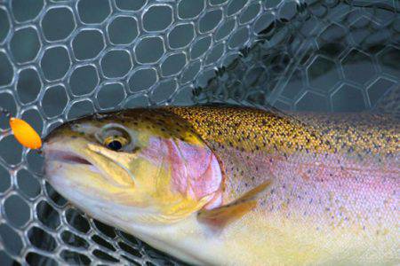 小菅トラウトガーデン 釣果