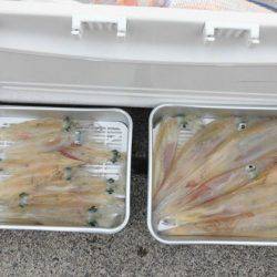 大進丸(新潟) 釣果