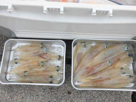 大進丸(新潟) 釣果