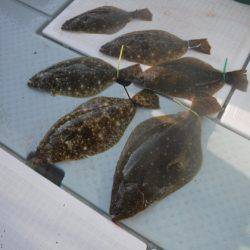 遊漁船 幸友丸 釣果