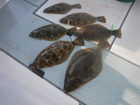 遊漁船 幸友丸 釣果