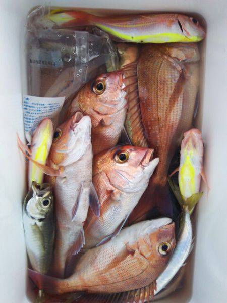 海晴丸 釣果
