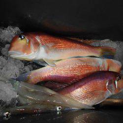 大進丸(新潟) 釣果