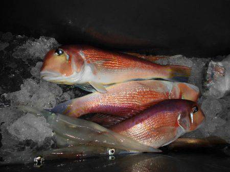 大進丸(新潟) 釣果