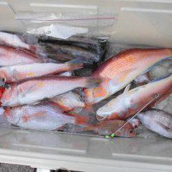 大進丸(新潟) 釣果