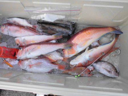 大進丸(新潟) 釣果