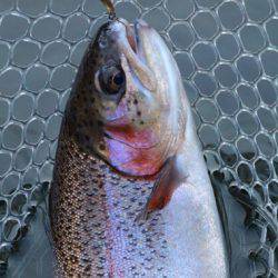 小菅トラウトガーデン 釣果