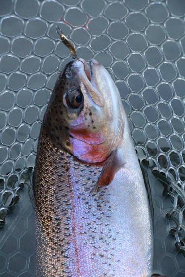 小菅トラウトガーデン 釣果