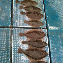 フィッシングガイド りょう 釣果