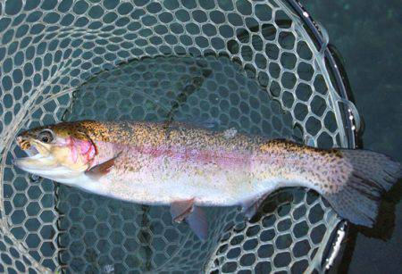 小菅トラウトガーデン 釣果