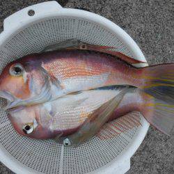 大進丸(新潟) 釣果