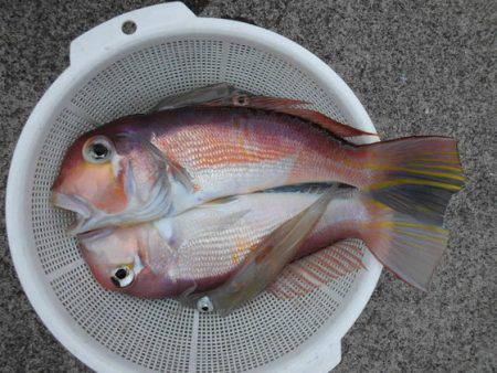 大進丸(新潟) 釣果