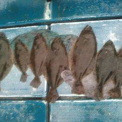 フィッシングガイド りょう 釣果