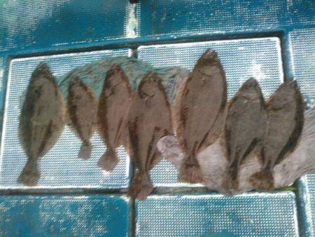 フィッシングガイド りょう 釣果