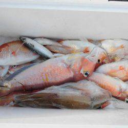 大進丸(新潟) 釣果