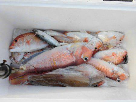 大進丸(新潟) 釣果