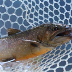 小菅トラウトガーデン 釣果