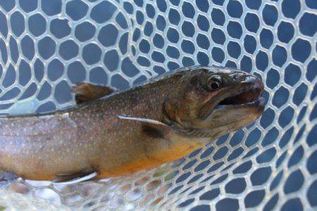 小菅トラウトガーデン 釣果