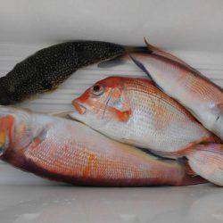 大進丸(新潟) 釣果