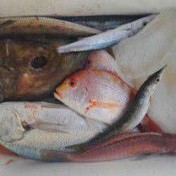 遊漁船 新鋭丸 釣果