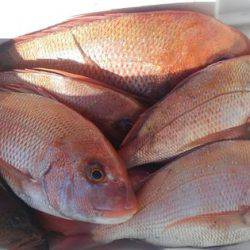 遊漁船 新鋭丸 釣果