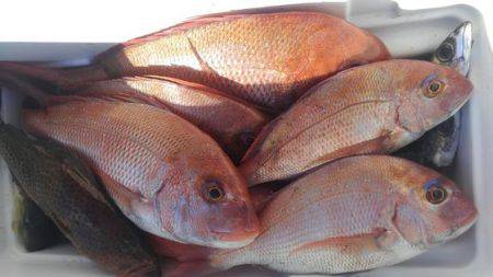 遊漁船 新鋭丸 釣果