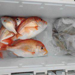 大進丸(新潟) 釣果