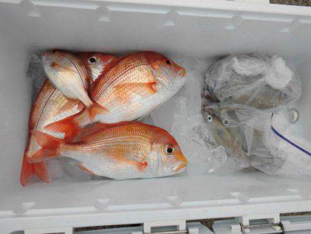 大進丸(新潟) 釣果