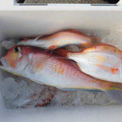 大進丸(新潟) 釣果