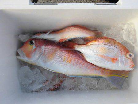 大進丸(新潟) 釣果