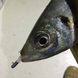 オーシャンズ 釣果