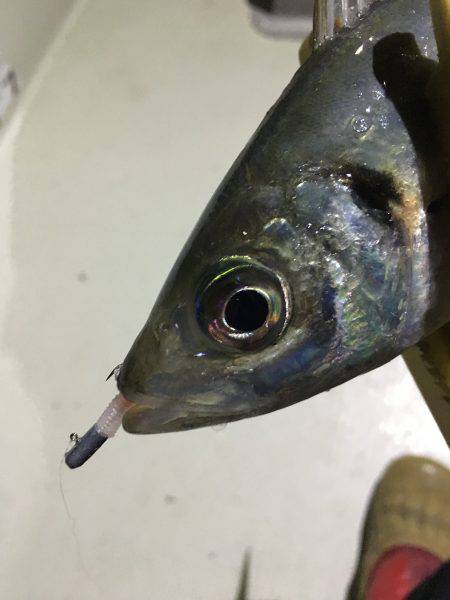 オーシャンズ 釣果