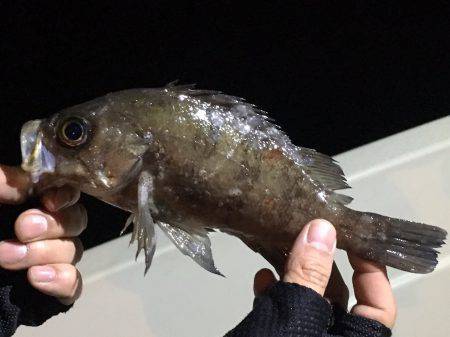 オーシャンズ 釣果