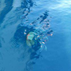 第五慶門丸 釣果