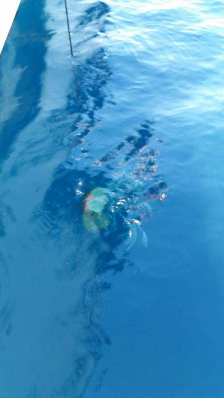 第五慶門丸 釣果