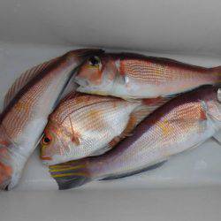 大進丸(新潟) 釣果