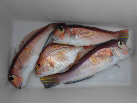 大進丸(新潟) 釣果