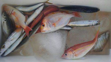 遊漁船 新鋭丸 釣果