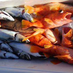 遊漁船 新鋭丸 釣果