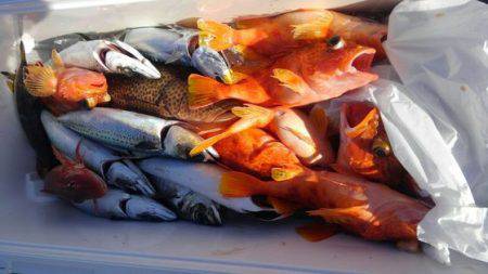 遊漁船 新鋭丸 釣果