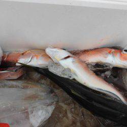 大進丸(新潟) 釣果