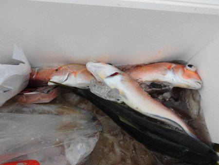 大進丸(新潟) 釣果