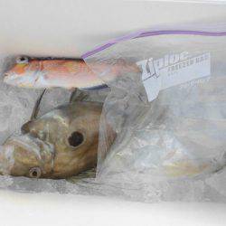 大進丸(新潟) 釣果